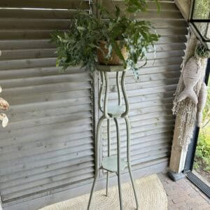 Plantentafel Lichen